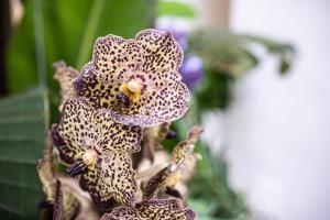 Right House - Stampace Historic Centre img27