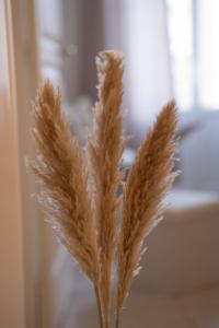 Appartements Cosy, moderne, central, standing : photos des chambres