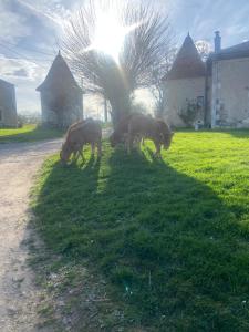 Appartements Pear gite set in beautiful private surroundings : photos des chambres