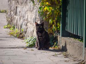 Mákvirág - Apartman és szobák