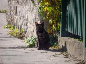 Mákvirág - Apartman és szobák - Prepay - Dömös