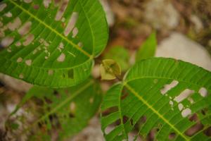 Cabañas Cumarú Jungle Lodge