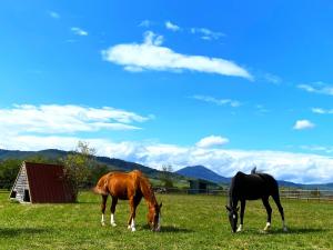 LEtoile du Vignoble au cœur dun ranch alsacien sur la route des Vins