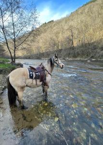 Maisons de vacances Gite equestre de Calvares : photos des chambres