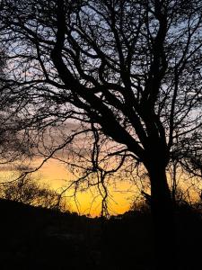 The Oak Tree House