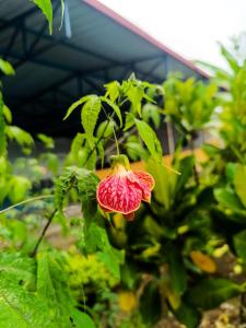 Hotel mountain garden