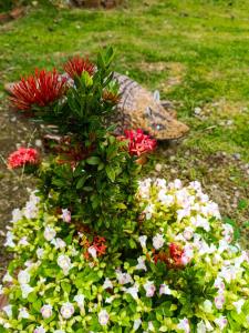 Hotel mountain garden