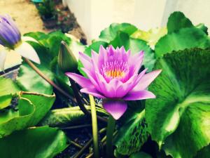 Nature Room - Habaraduwa