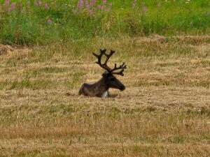 Lappish Summerhouse by the River
