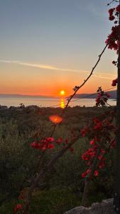 Papanestoras Apartments