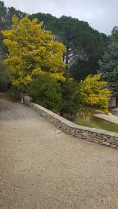 Le Mimosa des Cévennes