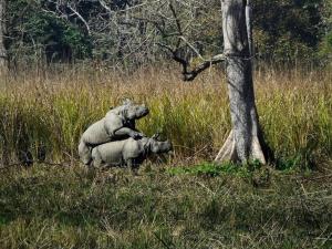 Crocodile Safari Camp