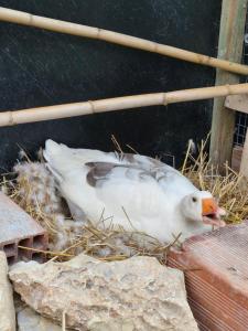 Villa Shpiragu Village Experience