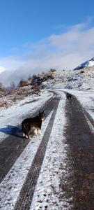 Red Deer Cottage at Fanans