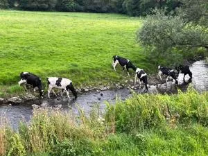 Friedchens Gasthof an der Möhne - 阿恩斯贝格