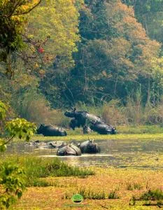 Chitwan Gaida Lodge - Sauraha