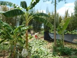 Echoes in the Valley - Gatton