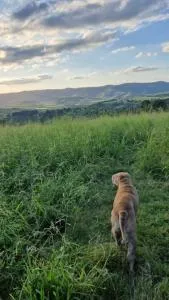 echoes in the valley - Gatton