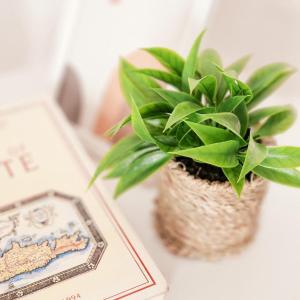 The Sea & Garden studio 3