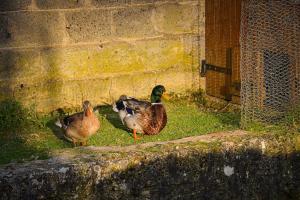 Appartements Le Relais 1620 : photos des chambres