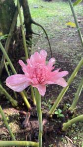 Beautiful Rustic Cabin #3 with pool and Garden