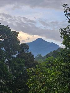 Nutmeg shades Munnar