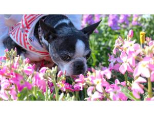 Japari Tateyama - Vacation STAY 84008v