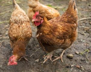Maisons d'hotes O 4 SAISONS DE BREILBON : photos des chambres