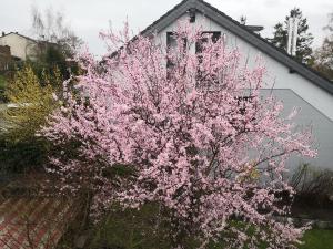 Aufenhalt in Fulda in ruhiger und Top Lage