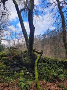 CHALÉ, Pedra, Isolada, Natureza, Rio - Ecoturismo