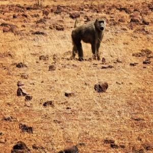 The House on The Sand - Malindi