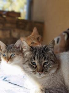 Maisons de vacances Le Chat Blanc Gite : photos des chambres