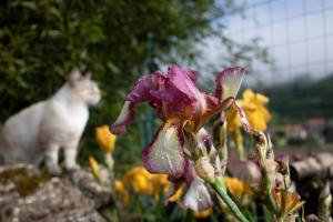 Maisons de vacances Le Chat Blanc Gite : photos des chambres