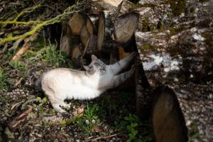 Maisons de vacances Le Chat Blanc Gite : photos des chambres
