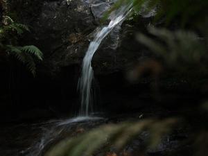 Secluded Forest Cabin with No Reception - Mira