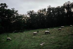 Secluded Off-Grid Cabin TuckedThe Bush - Bastian