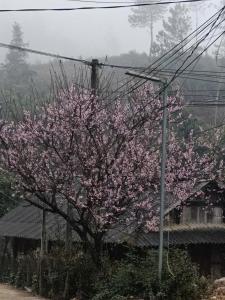 Homestay Dế Xu Phình