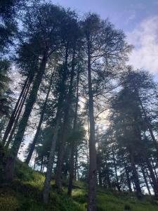 Kumaon deodara cottages