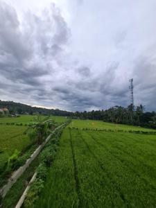 Mini Ricefilds rooms