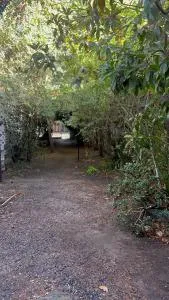 Un trozo de bosque en la ciudad - Peñalolén