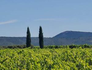 Villas Maison de maitre dans les vignes : photos des chambres