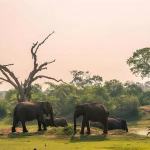 Damayanthi Guest House - Etiliwewa