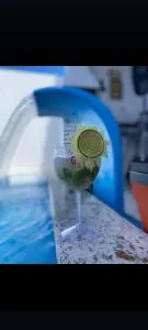 Casa com piscina em jauá - Cajiru