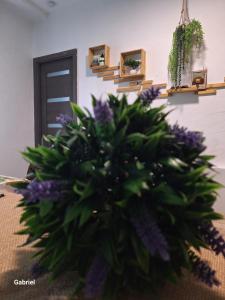 Appartements Galamus Bonheur - Un beau sejour, c-est notre affaire ! : photos des chambres