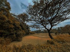 Rohans place