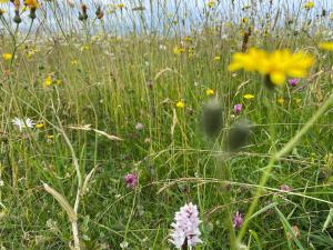 Burren Nature Sanctuary Apartment