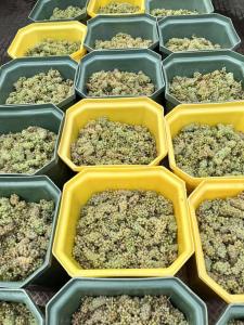 Chambre du Vignoble - À lAncien Hôtel de Reichsfeld