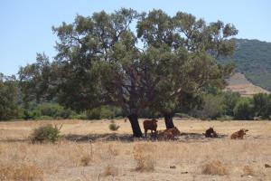 Vacanze a Villa Ortensia img49