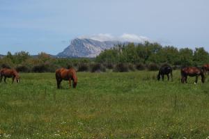 Vacanze a Villa Ortensia img59