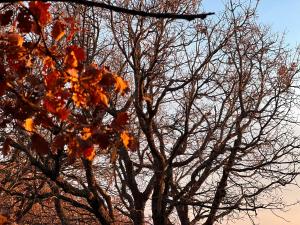 Il Giardino di Efesto